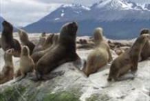 Catamaran Voyage To Seal's Island & Bird's Island